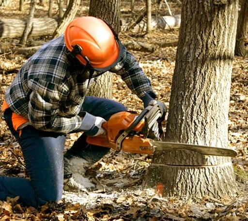 Tree Removal in Vanderpool, TX